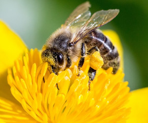 Eine Biene als Influencerin