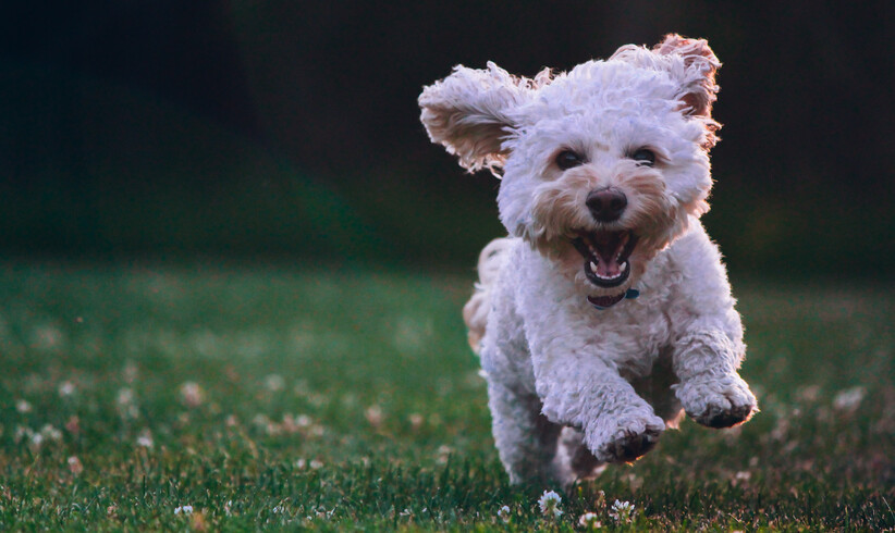 Hunde lieben Soft Rock